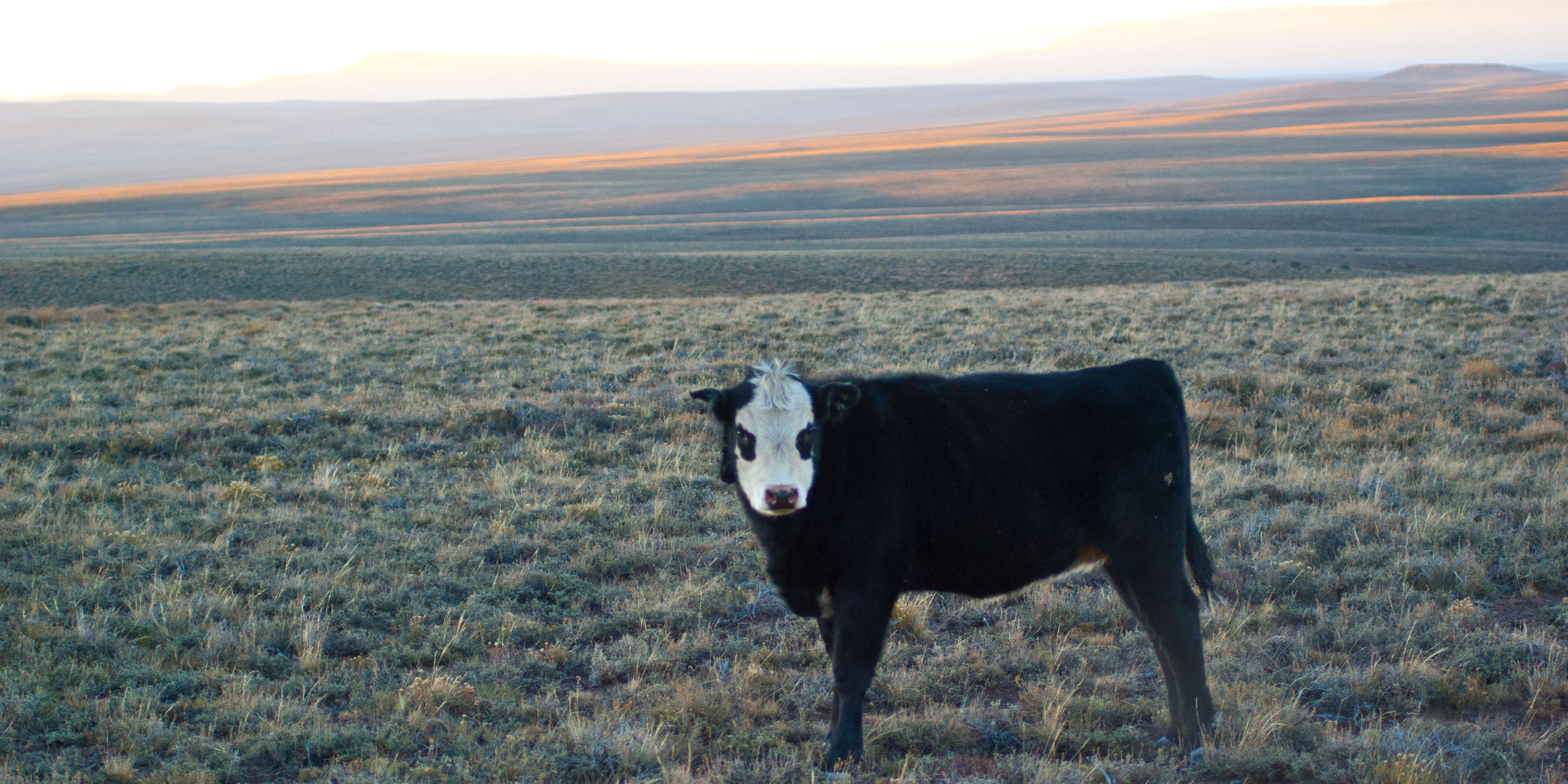 Im abendlichen Licht weidet eine Kuh auf einer Weide