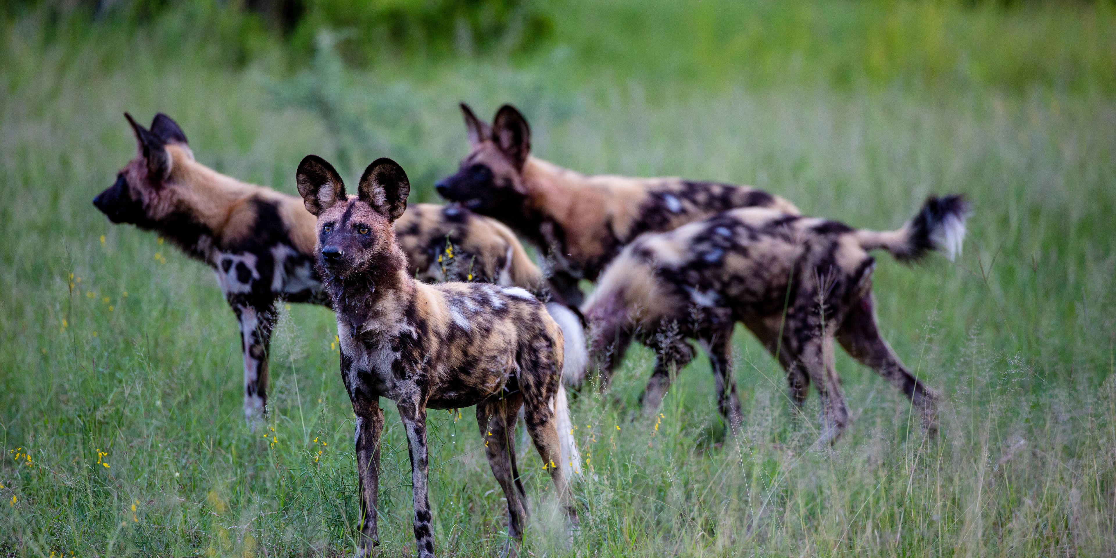 natucate-pwe-botswana-khwai-wild-dogs