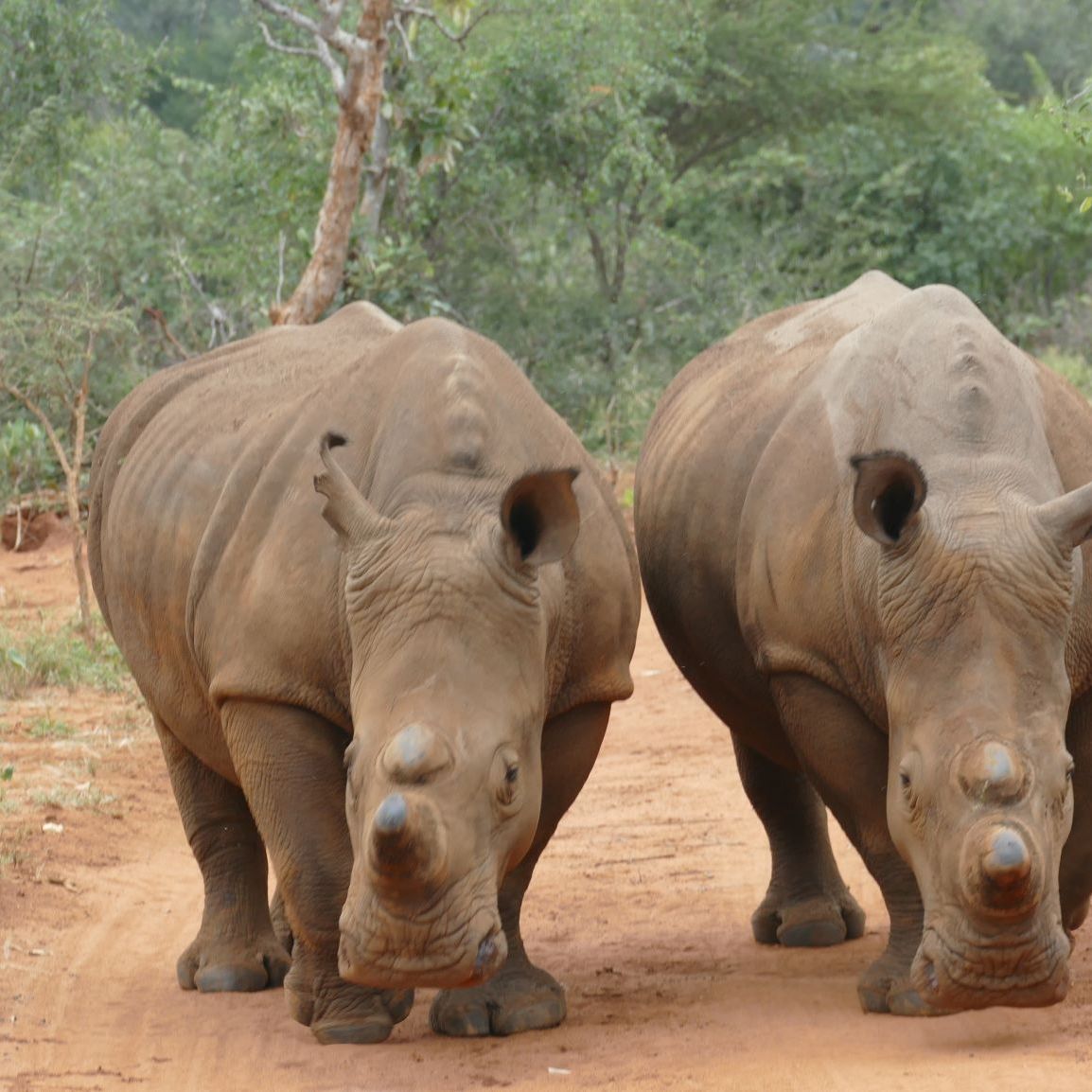 erfahrungsberichte-rangerkurse-suedafrika-field-guide-level-1-elisabeth-nashoerner-natucate
