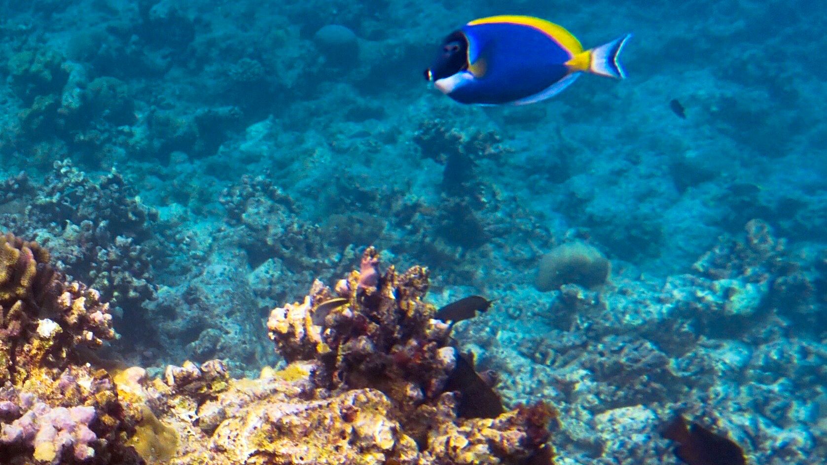 erfahrungsbericht-freiwilligenarbeit-malediven-walhaischutz-fisch-annekathrin-natucate