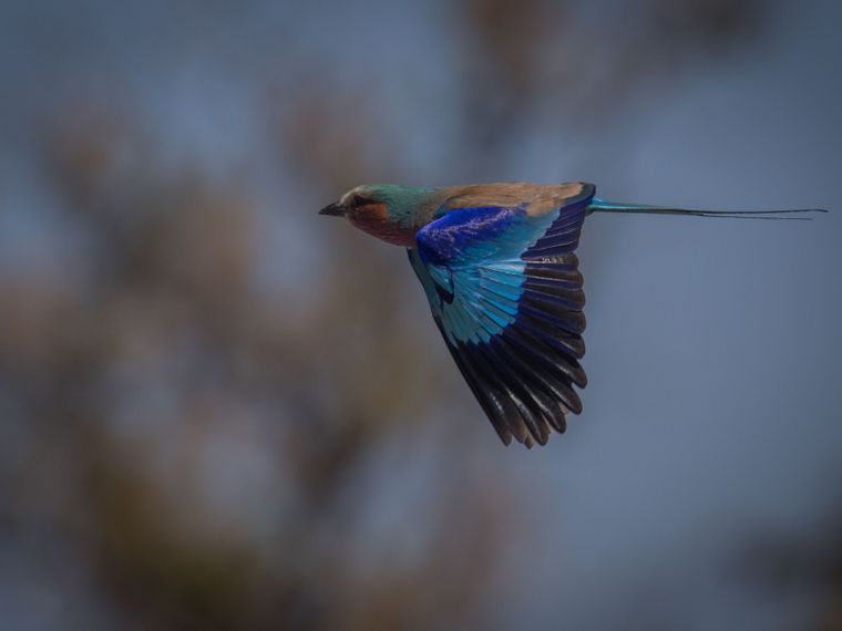 rangerausbildung-wissen-vogelkunde-fliegender-vogel-natucate