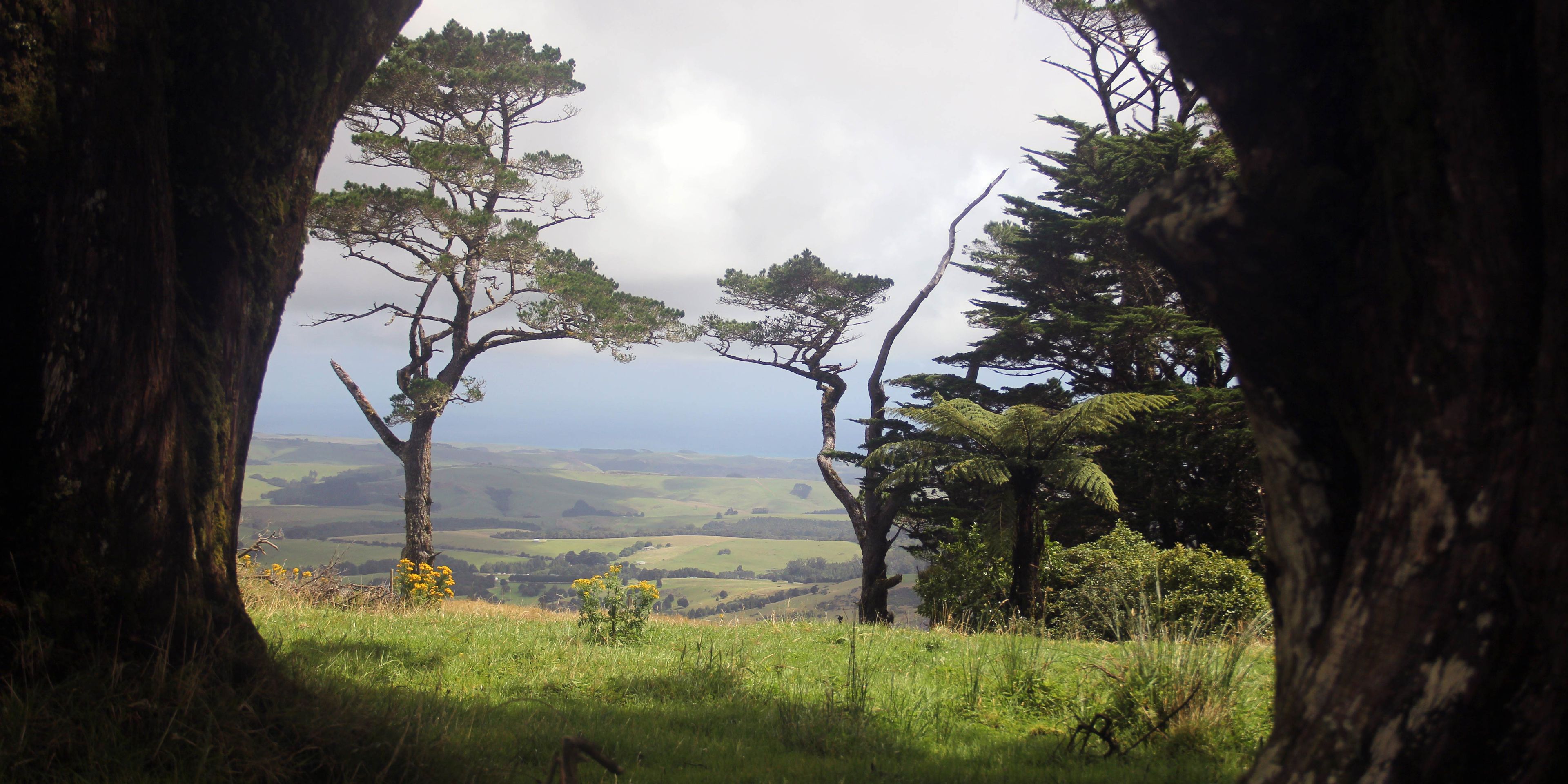 Blick durch zwei Baeume hindurch auf eine weite Wiesen- und Baumlandschaft in Neuseeland