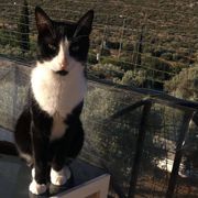 erfahrungsbericht-freiwilligenarbeit-griechenland-tierschutz-caroline-katze-terrasse-natucate
