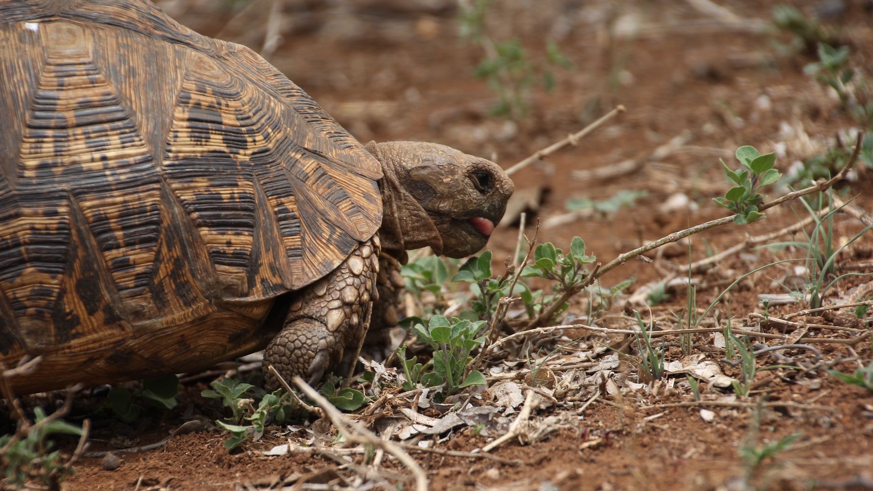 erfahrungsberichte-rangerkurse-field-guide-level-1-kea-schildkroete