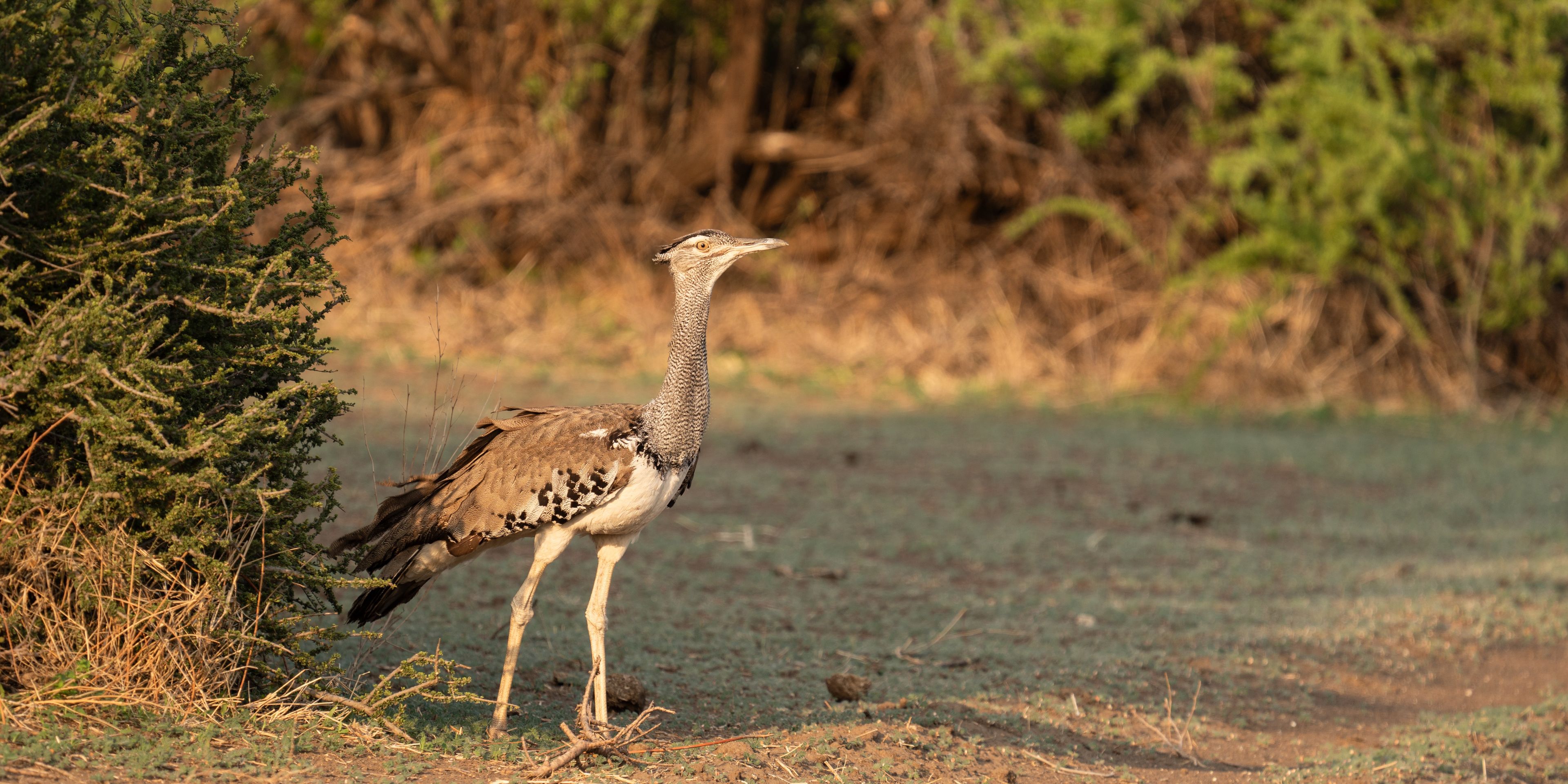 natucate-guide-course-south-africa-et-svenja-mashatu-kori-bustard