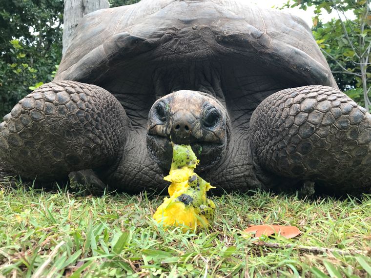 freiwilligenarbeit-seychellen-schildkroete-futter-erfahrungsbericht-artenschutz-natucate