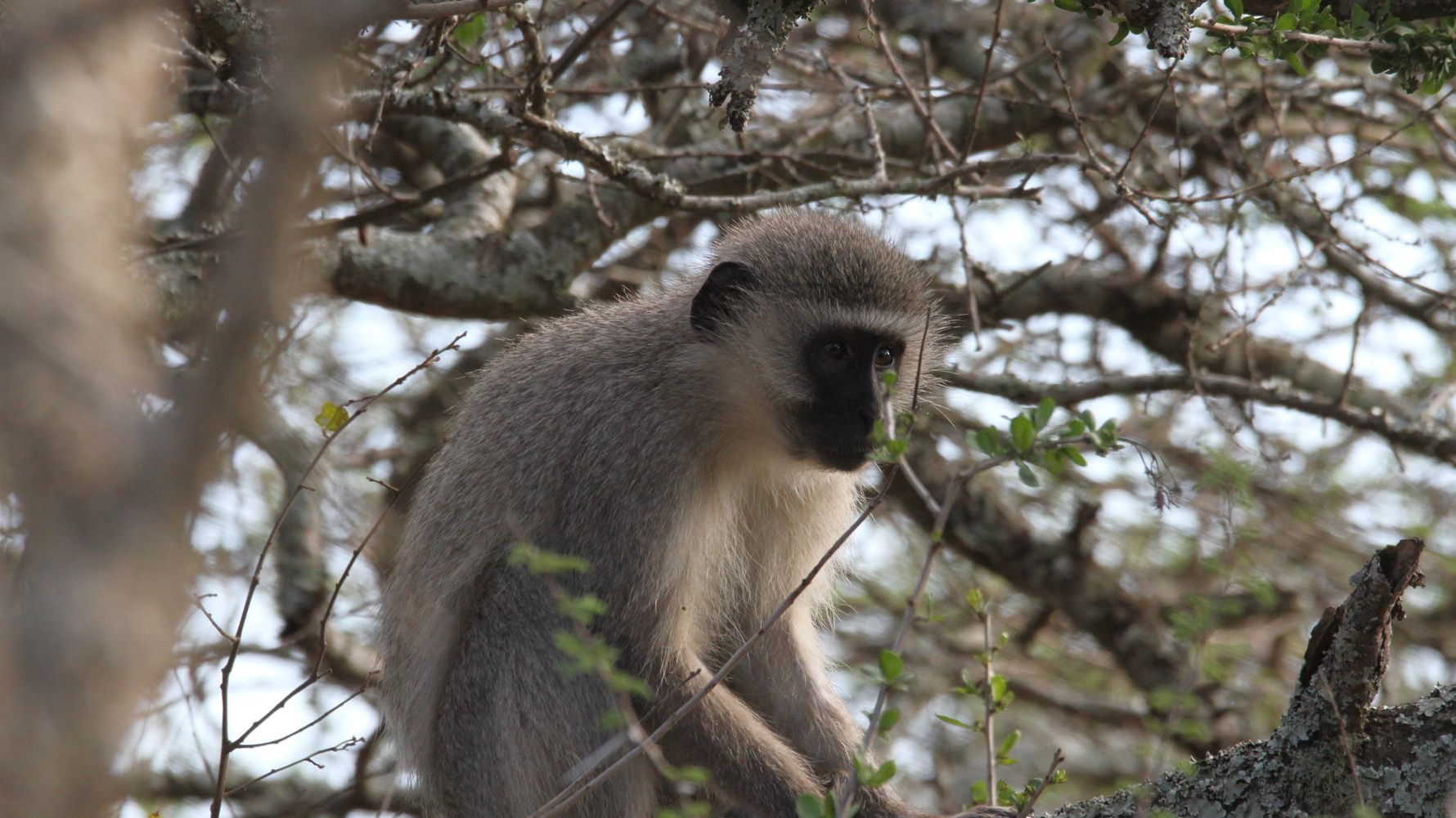 naturwissen-gruenmeerkatze-pflege