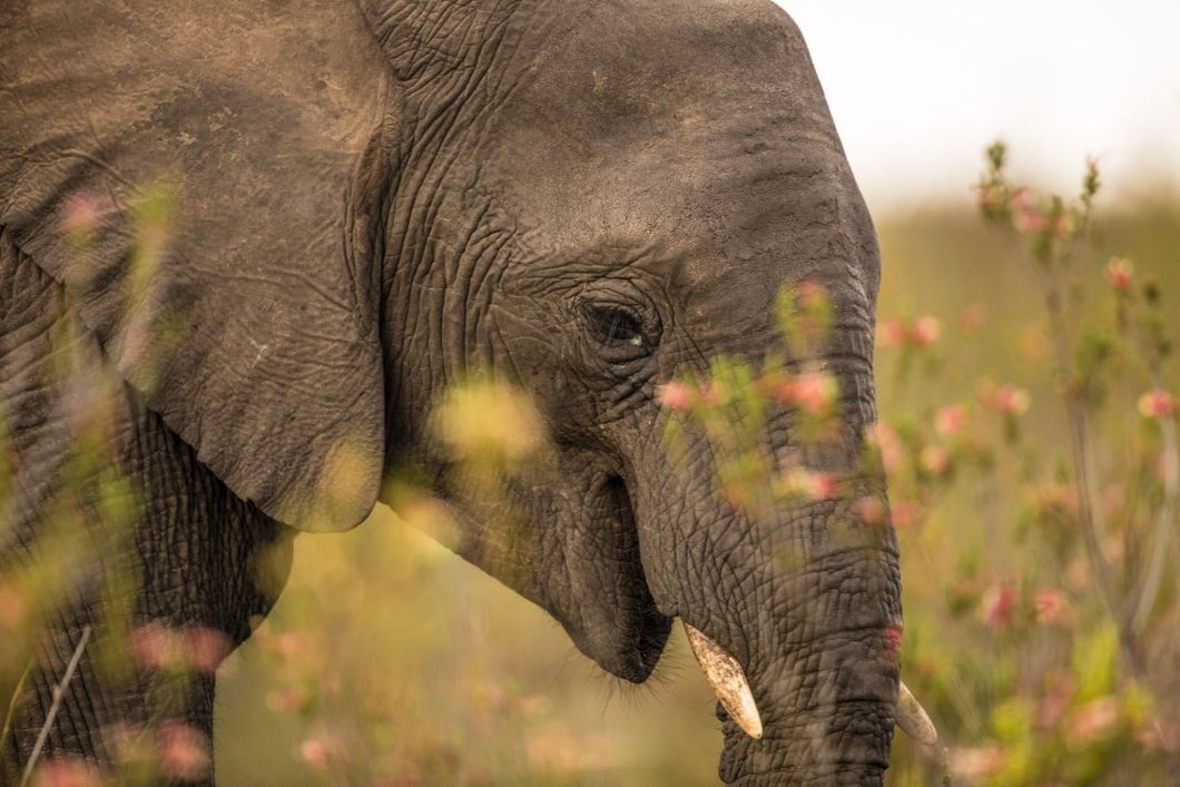 Nahaufnahme eines Elefanten, der in der Wildnis Sambias steht und frisst