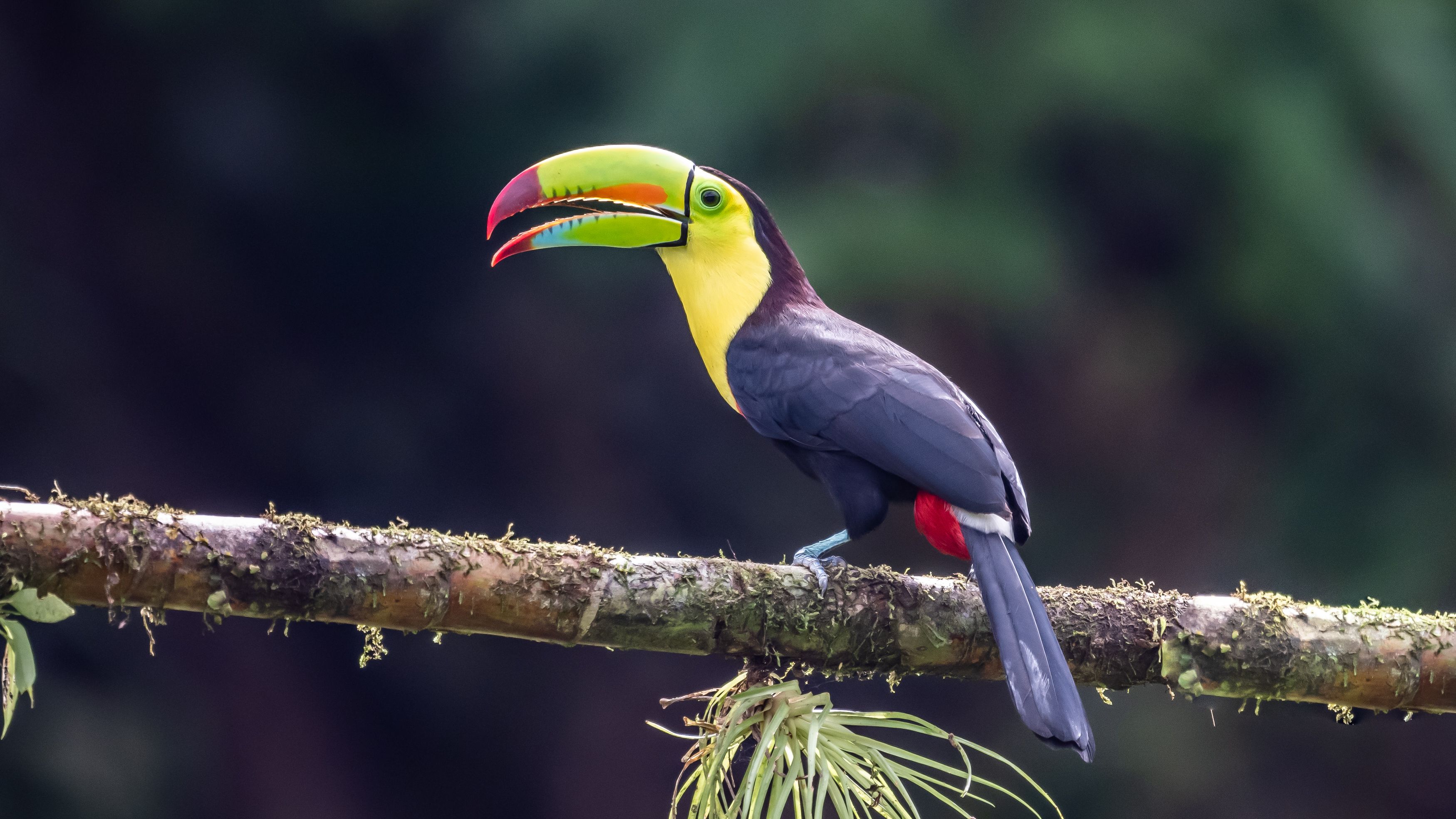 Toucan auf einem Ast