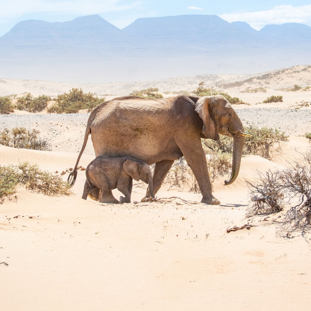 Elefantenmutter und Baby laufen durch Damaraland