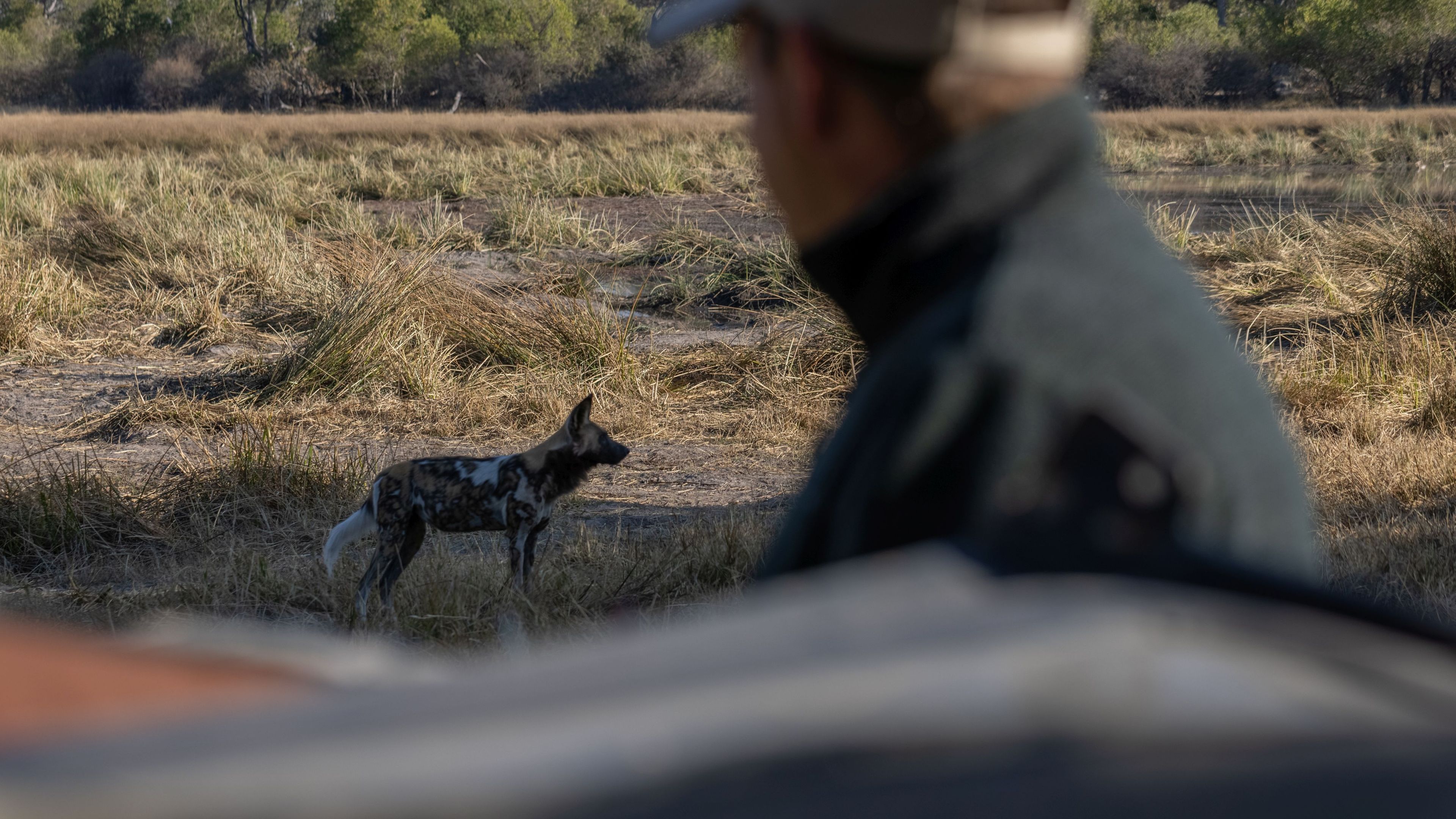 landingpage-auslandsjahr-afrika-game-drive-wildhund-natucate