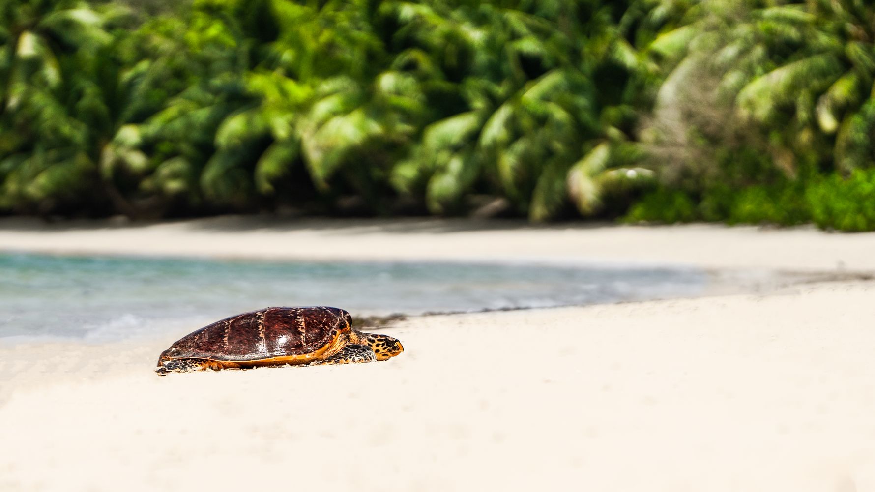 natucate-travel-volunteering-seychelles-platte-island-small-turtle-beach