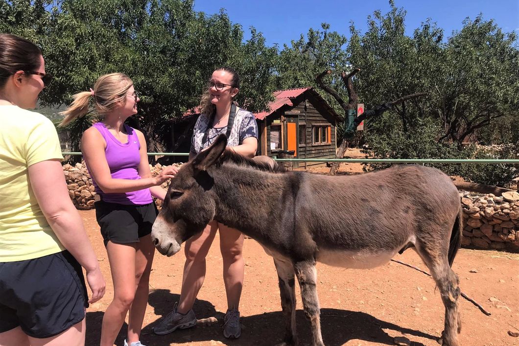 praktikum-griechenland-katzen-tiermedizin-eselpflege