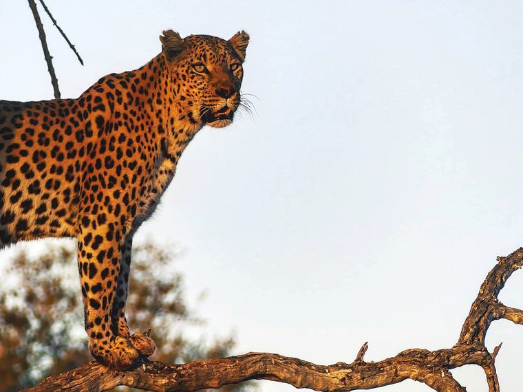 erfahrungsbericht-sabbatical-afrika-julian-leopard-natucate