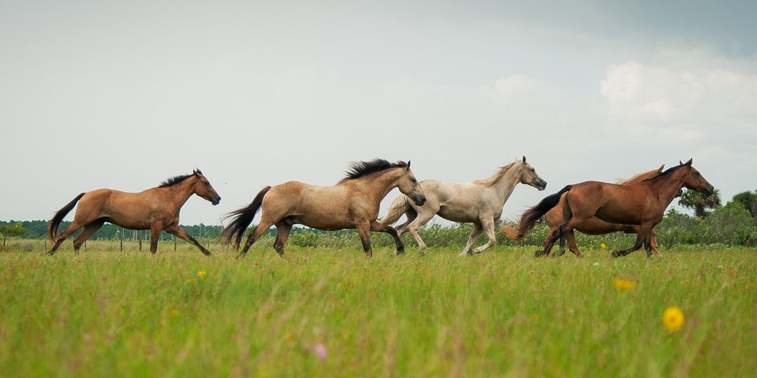 freiwilligenarbeit-usa-florida-tierschutz-mustangs-herde-rennt-natucate