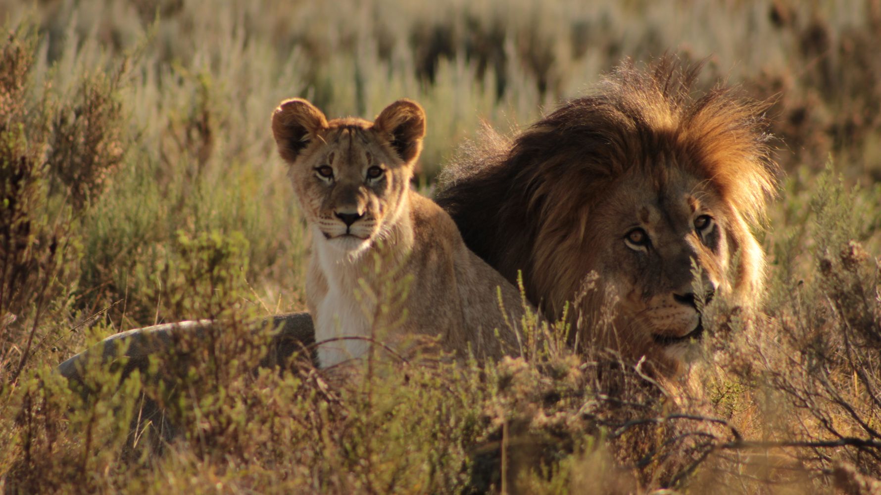 Volunteering South Africa Western Cape: Lion and cub during dusk in the South African savannah