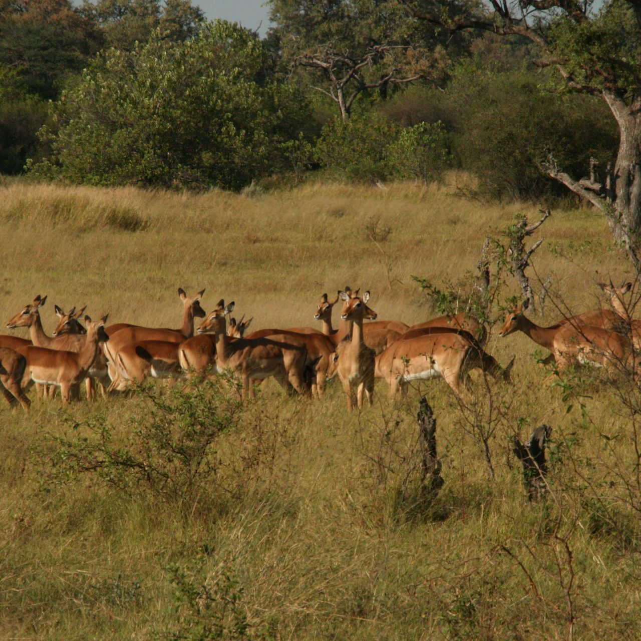 erfahrungsberichte-rangerkurse-botswana-field-guide-grundausbildung-birgit-impalas-natucate