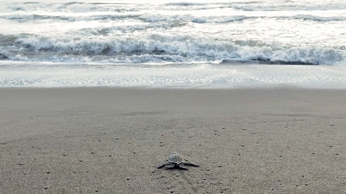 Eine einzelne Babyschildkröte macht sich auf den Weg ins Meer im Schildkrötenschutz Projekt