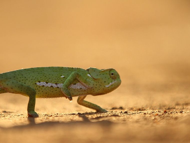 Rangerkurs: Ein gruenes Chamaeleon geht ueber den Erdboden