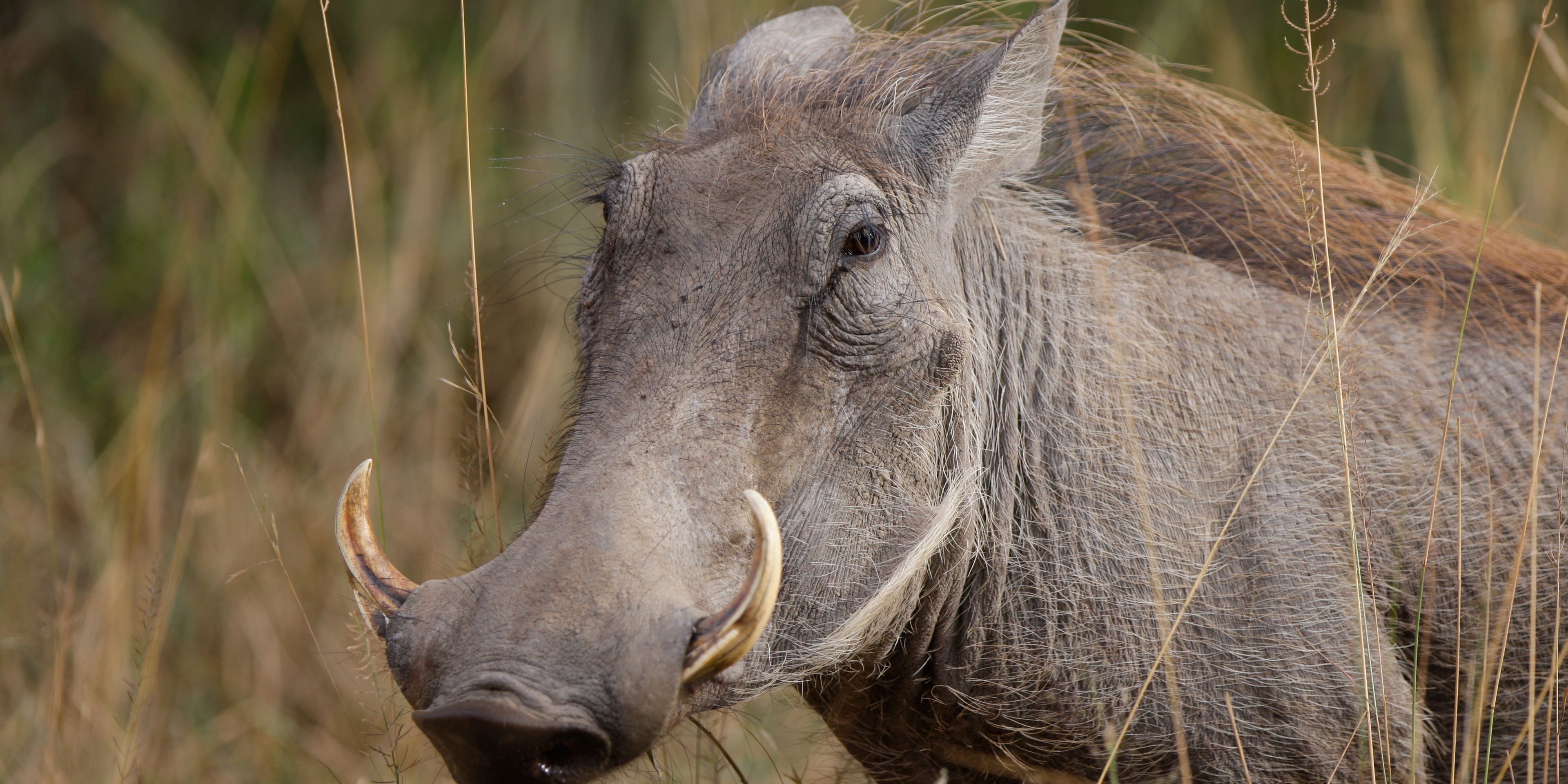 Sichtung eines Warzenschweins bei einer Safari durch die kenianische Naturlandschaft