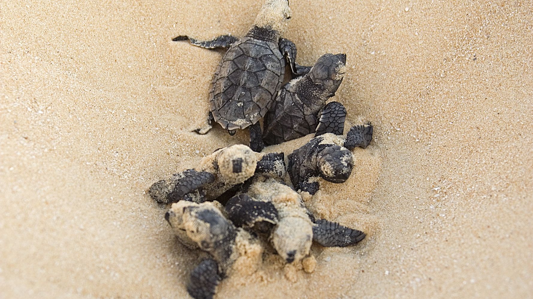 natucate-blog-knowledge-turtle-hatching
