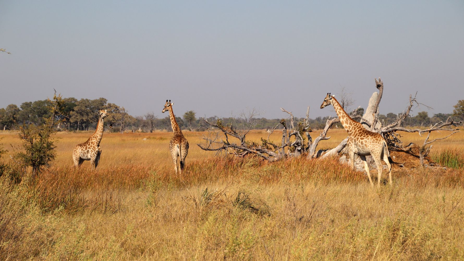 erfahrungsbericht-freiwilligenarbeit-namibia-rangerkurs-botswana-jacqueline-giraffen-natucate