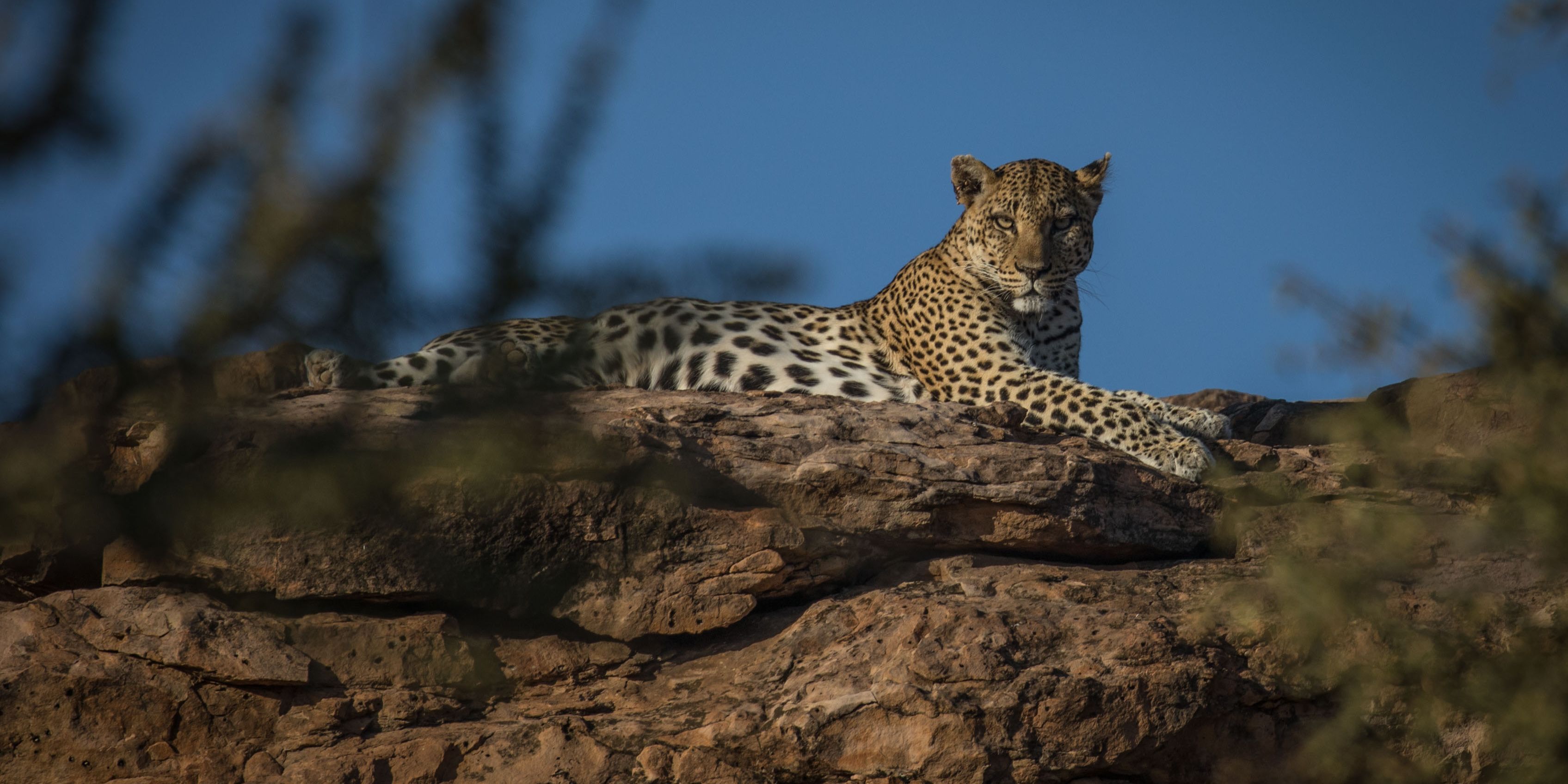 Trails Guide-Ausbildung in Afrika: Leopard auf einem Felsen im suedlichen Afrika