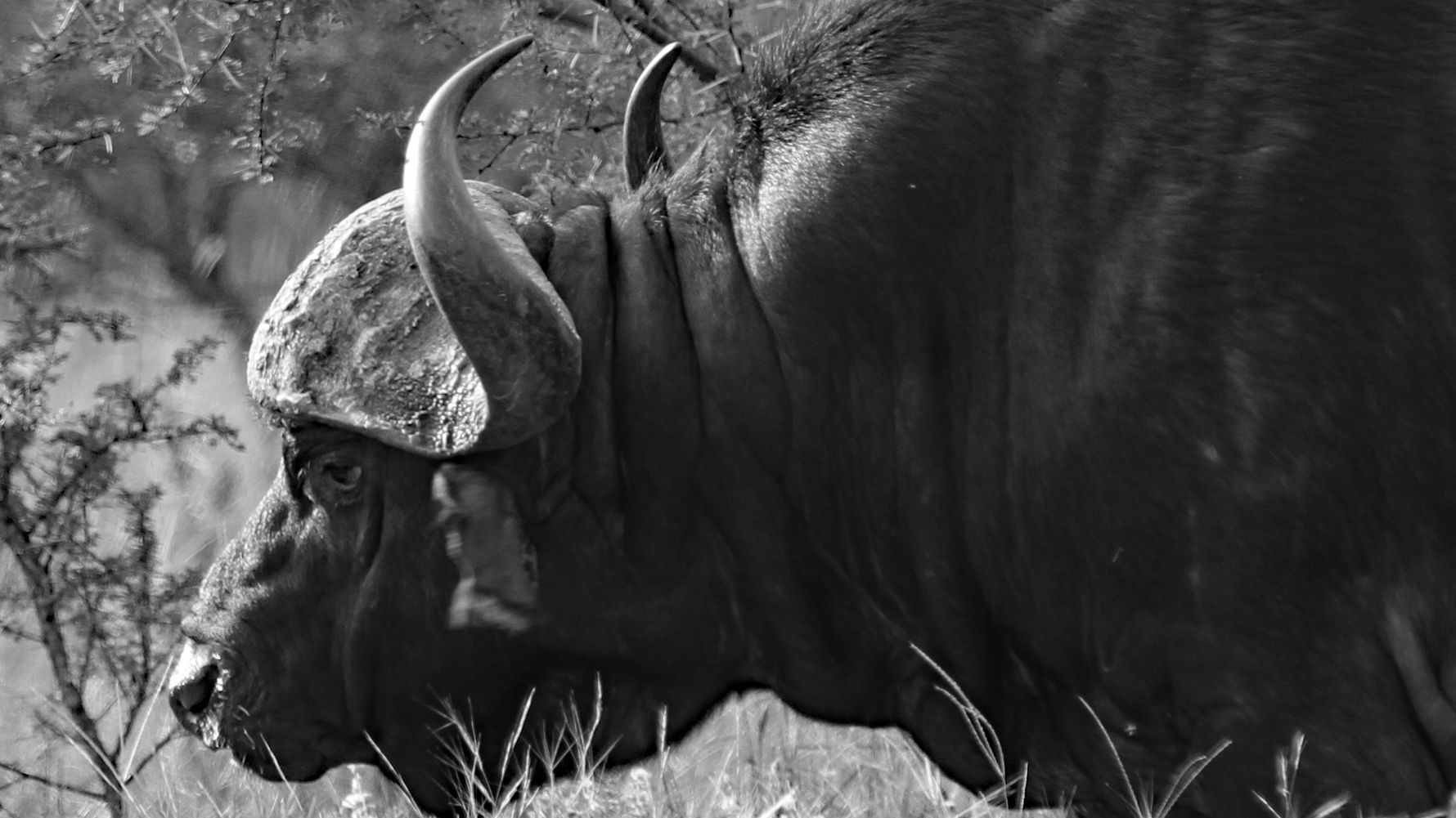 erfahrungsberichte-suedliches-afrika-pfg-rangerausbildung-kundenfotos-wasserbueffel-scharzweiss-natucate