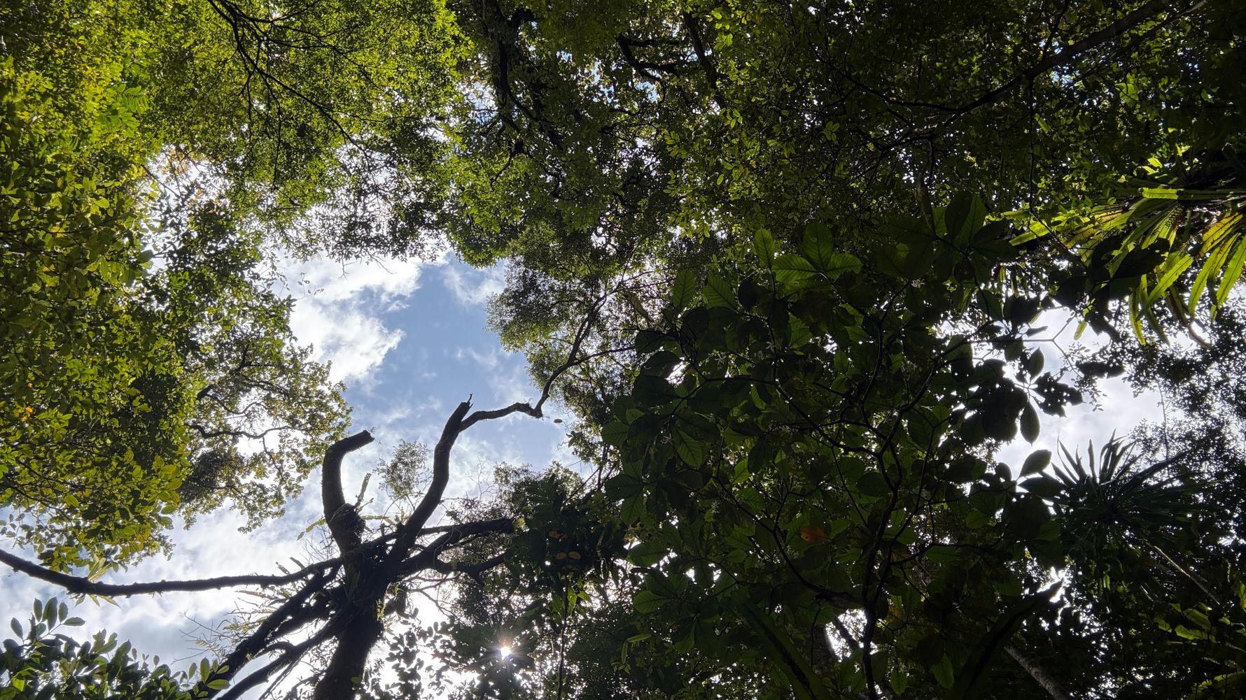 Bl&auml;tterdach Masoala