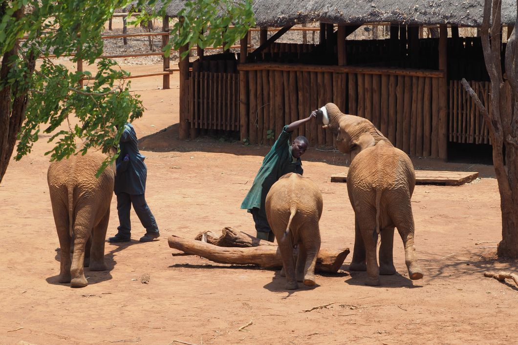 freiwilligenarbeit-sambia-artenschutz-lusaka-elefanten-pfleger-natucate