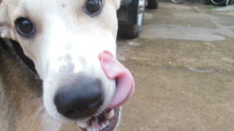 Tierschutz in Thailand: Ein Hund laeuft auf dem Gelaende des Tierheims herum