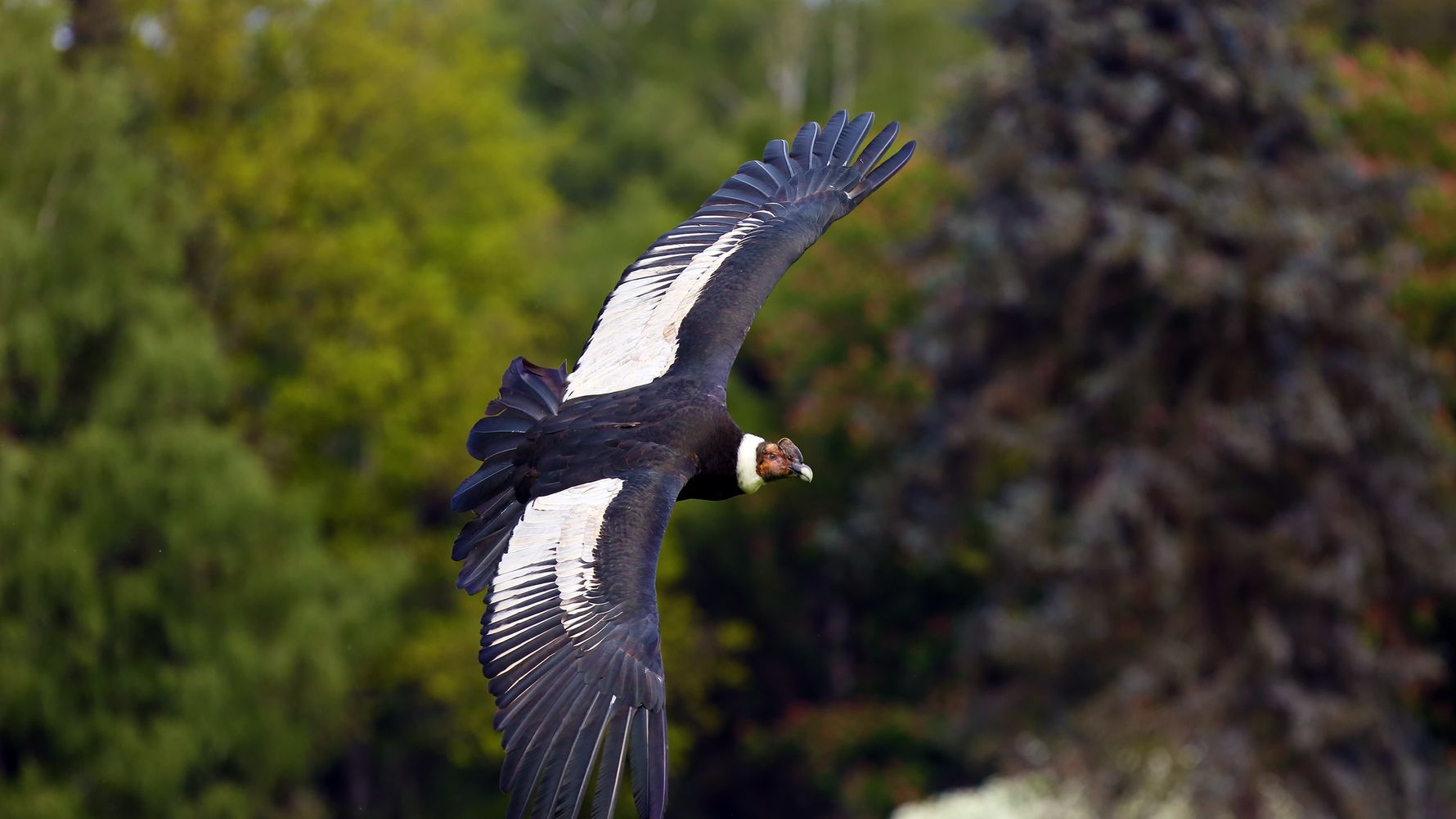 natucate-country-info-ecuador-andean-condor
