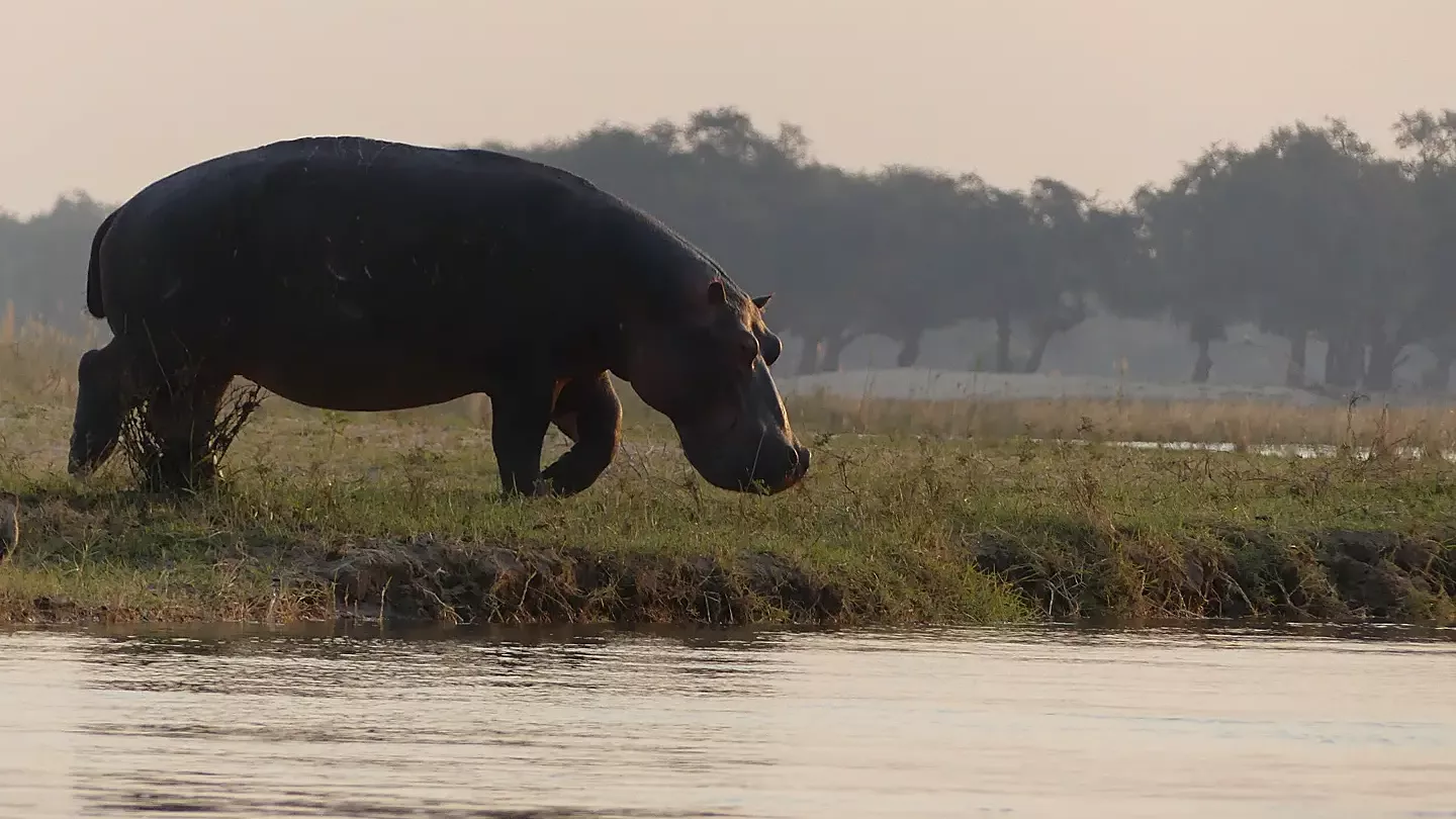 erfahrungsbericht-sabbatical-afrika-julian-freiwilligenarbeit-sambia-nilpferd-natucate