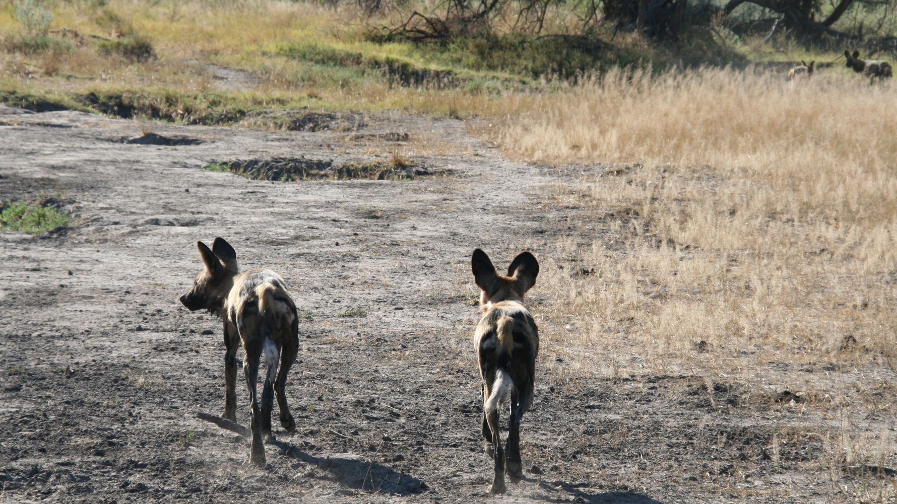 wildhunde-afrika-naturwissen-blog