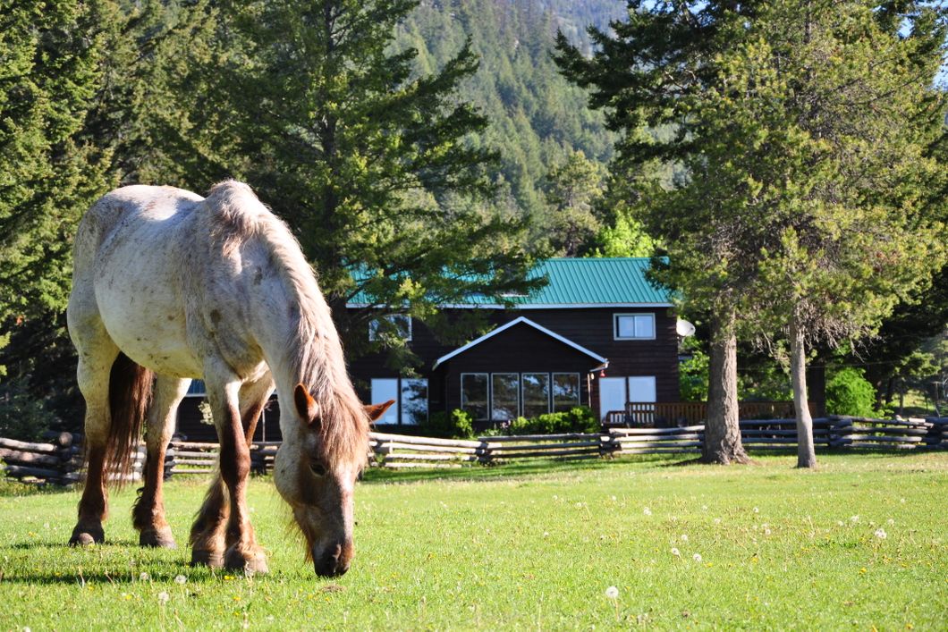 natur-und-rangerkurs-kanada-nordamerika-pferdeguide-guide-pferde-reiten-pferd-ranch-natucate