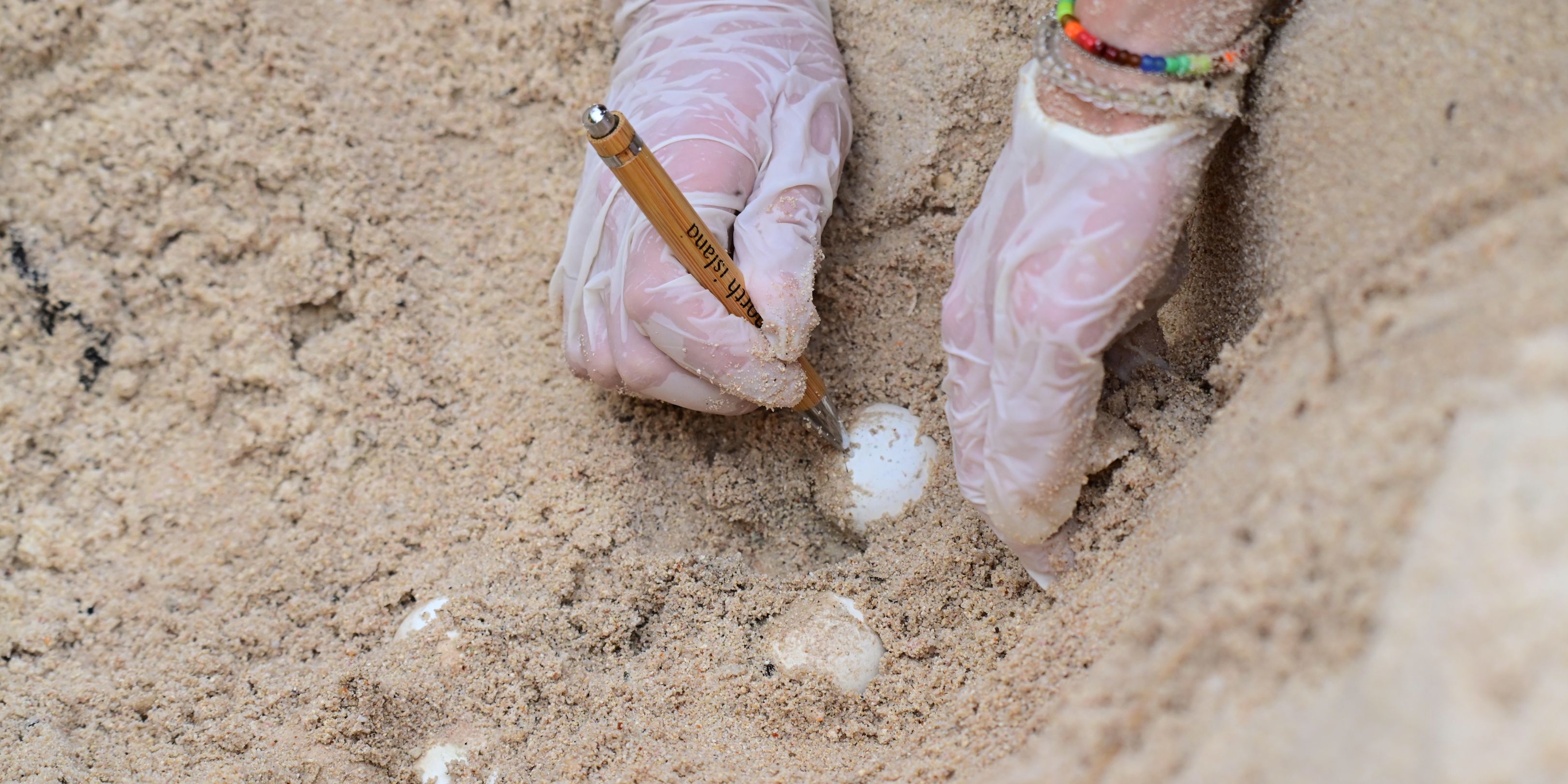 volunteering-north-island-seychelles-eggs-jaana