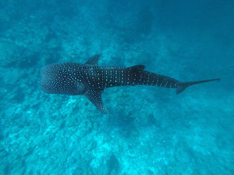 blog-ratgeber-warum-walhaie-schutz-malediven-unterwasser-walhai-natucate