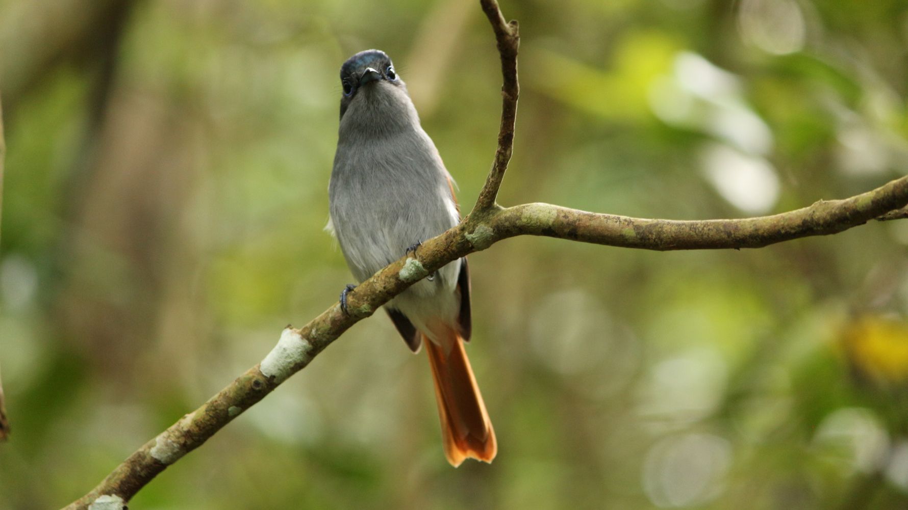 blog-ratgeber-mauritius-kestrel-valley-birding-natucate