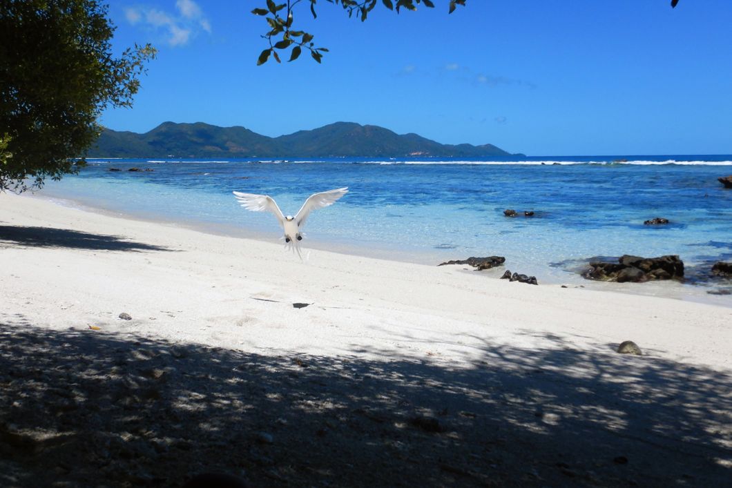 A sea bird is landing on cousin Island beach, the blue Indian Ocean in the backround