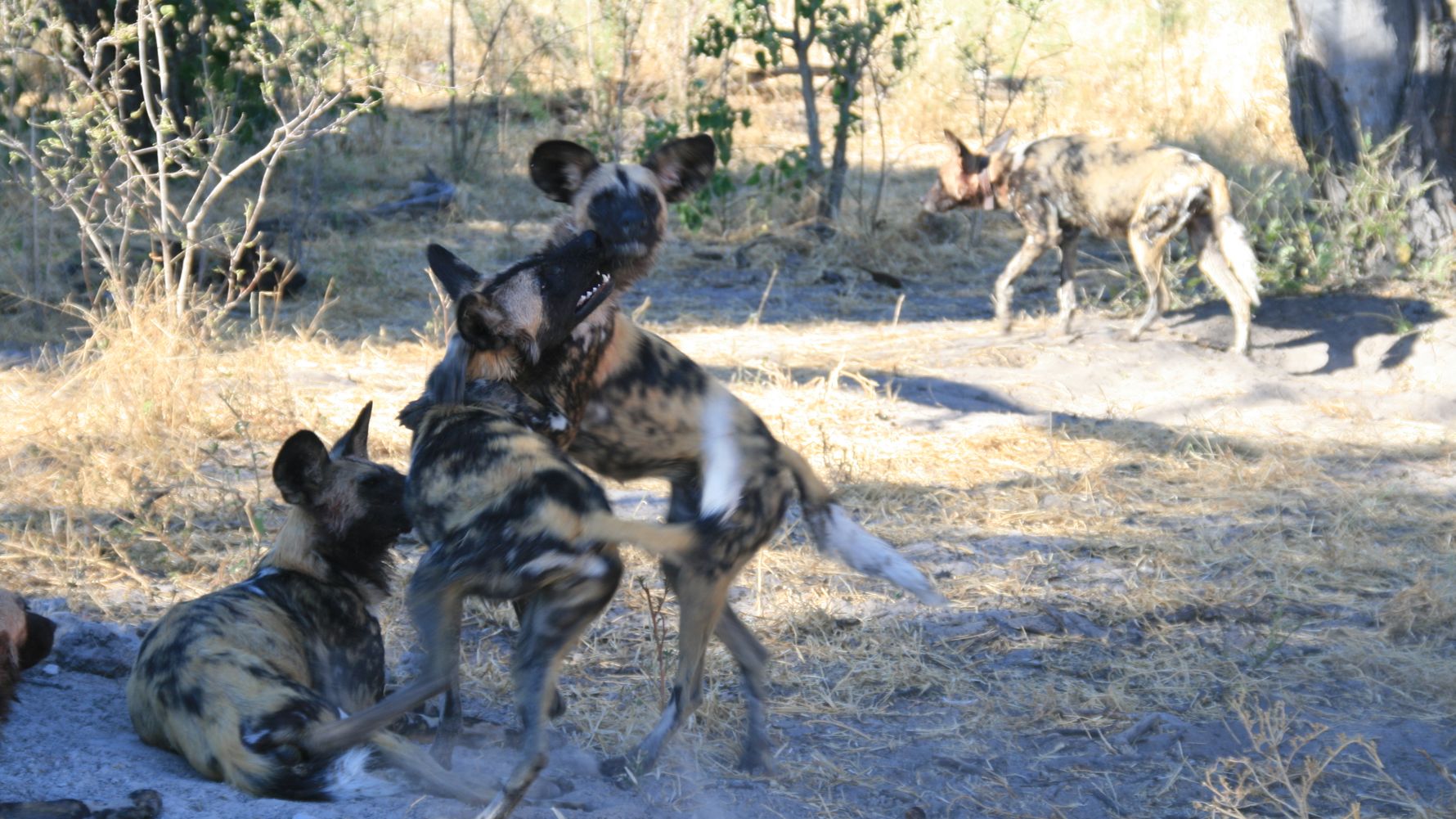 wildhunde-afrika-naturwissen