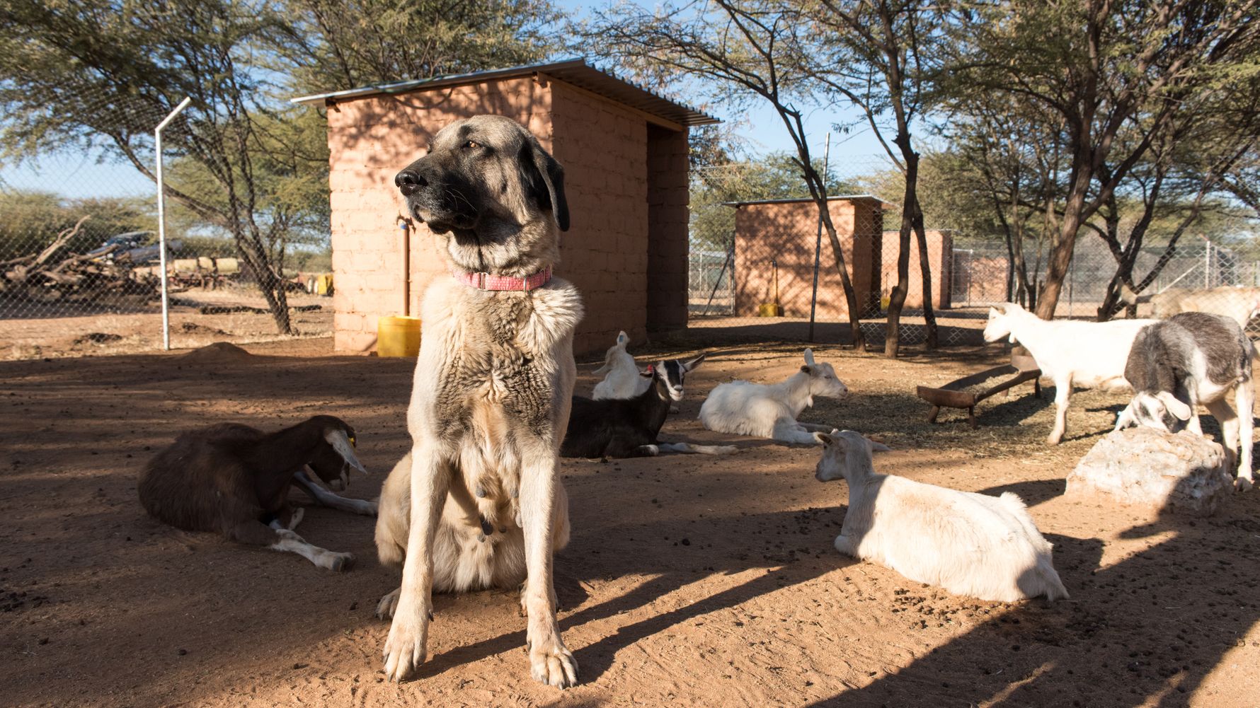 blog-dogs-heroes-conservation-huetehund-ziegen-afrika-natucate