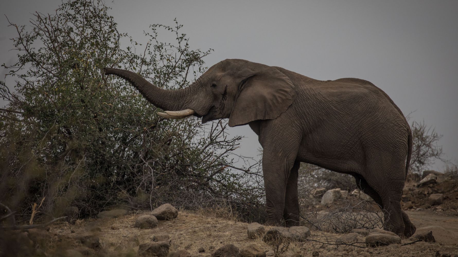 blog-wissen-elefanten-7-fun-facts-elefant-natucate