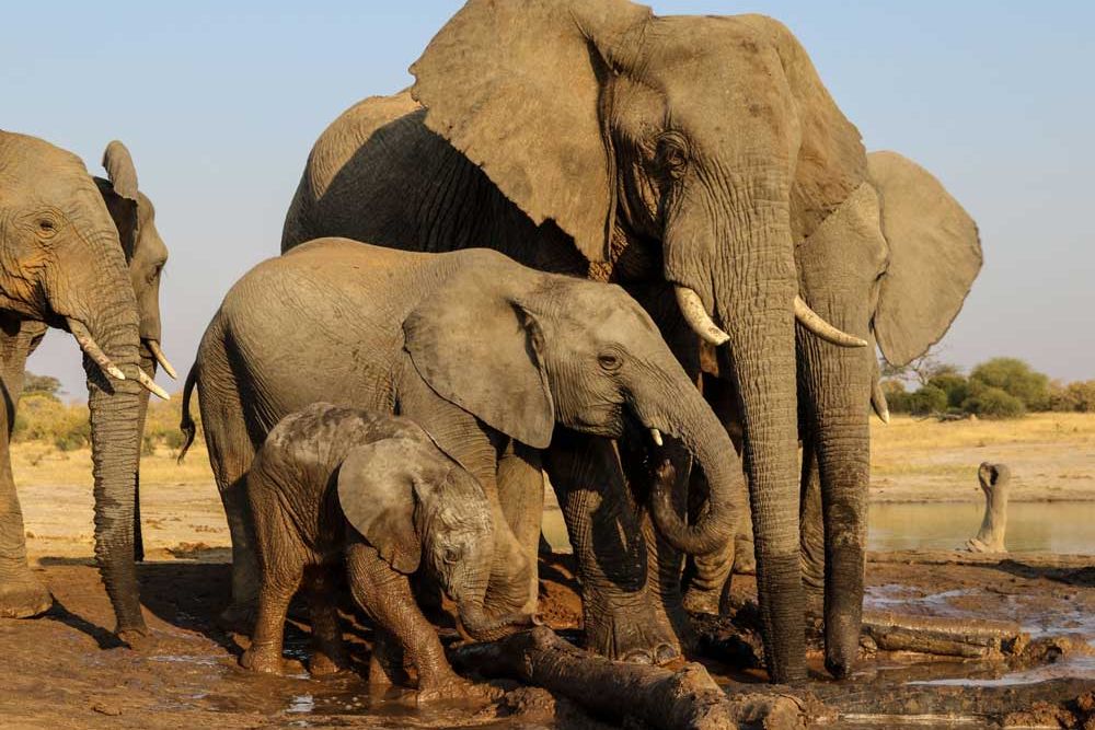 natucate-private-wilderness-experience-hwange-zimbabwe-elephant-family