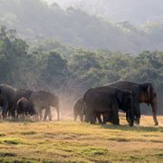 erfahrungsberichte-freiwilligenarbeit-sri-lanka-artenschutz-thomas-elefanten-herde-natucate