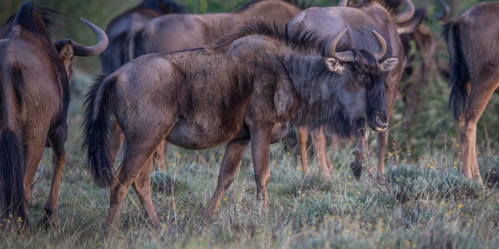 Aufnahme einer Herde Gnus in der suedafrikanischn Savanne