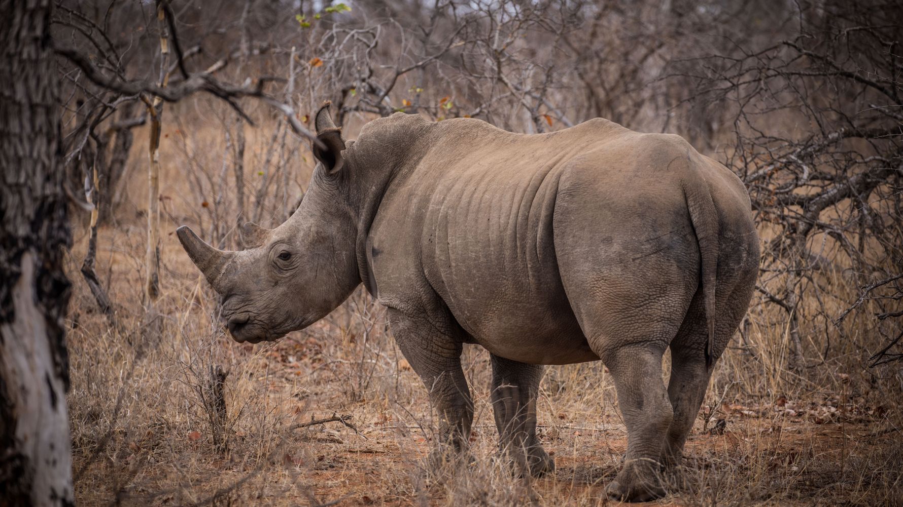 landingpage-freiwilligenarbeit-afrika-nashorn-natucate