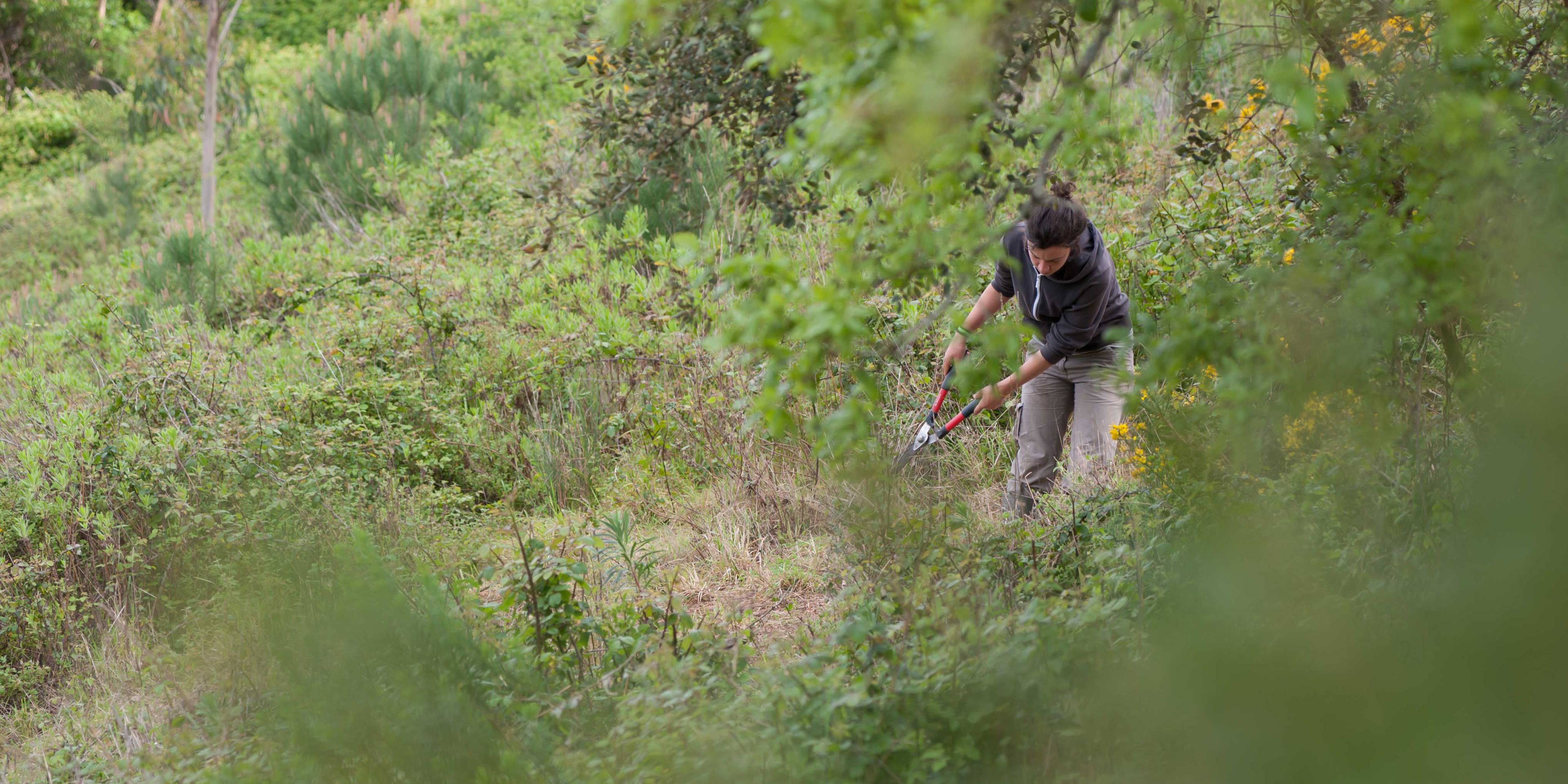 Eine freiwillige Helfern beschneidet Pflanzen auf dem Gelaende des Wolfsschutzprojekts in Portugal
