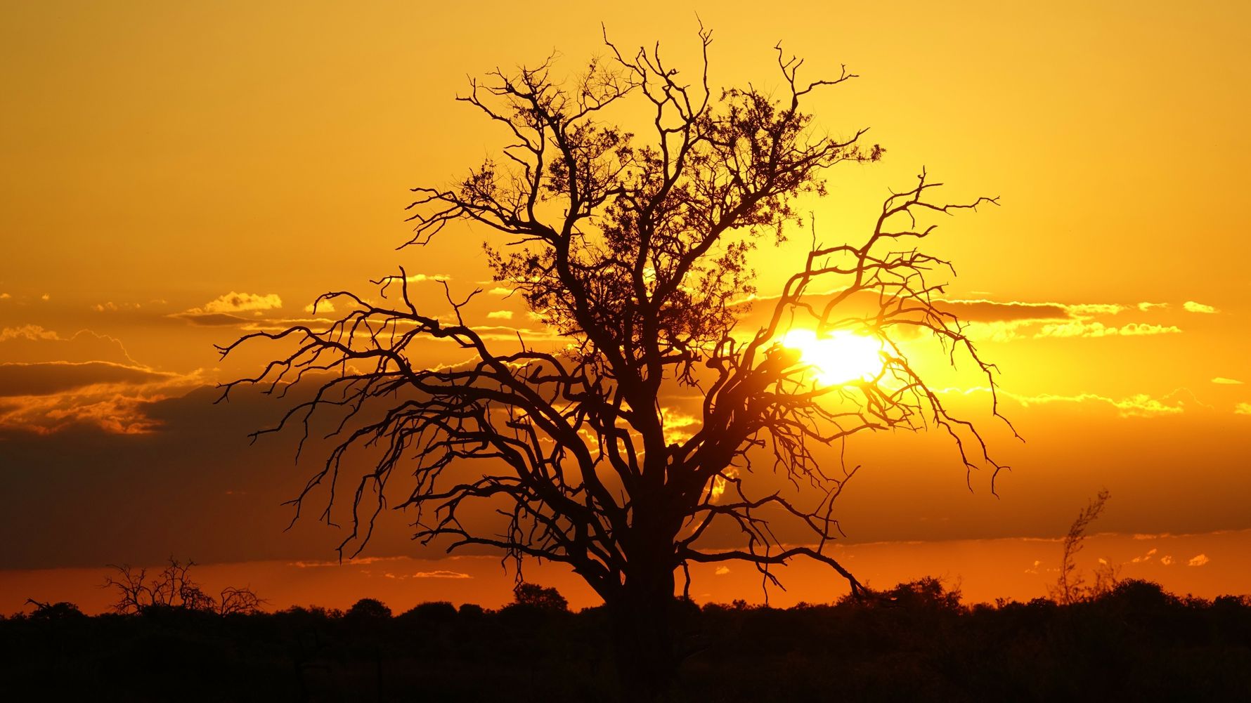 blog-ratgeber-botswana-savute-sonnenuntergang-baum-natucate