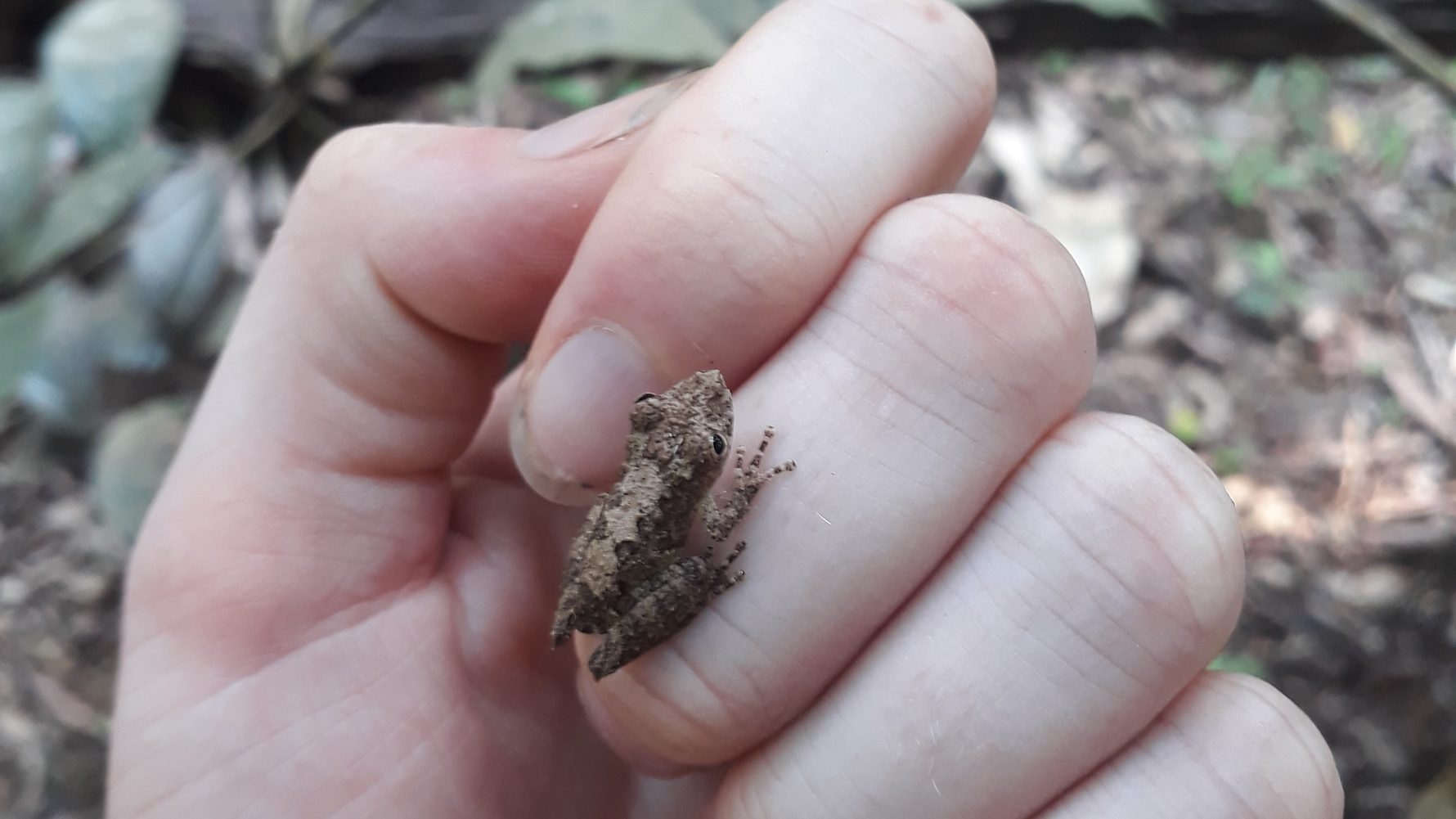 erfahrungsbericht-peru-mira-grafe-insekt2