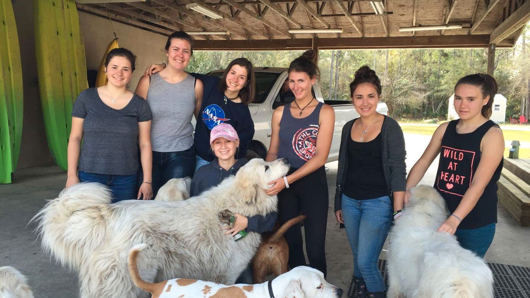 Volunteering in Florida: Eine Gruppe Freiwilliger mit Hunden